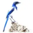 Icon of program: Bluejay