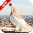 Icon of program: Pigeon Wallpaper HD