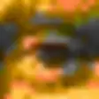 Icon of program: Xiao Steganography