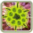 Icon of program: Virosis