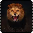 Icon of program: Videos wild animals onlin…